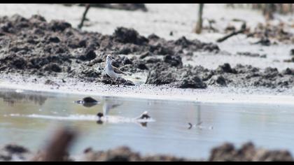 Terek düdükçünü