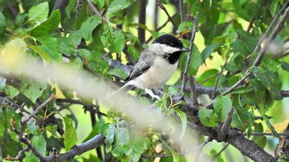 Akyanaklı baştankara