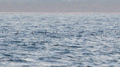 Fırtınakırlangıcı