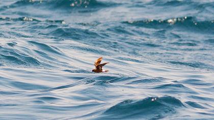 Fırtınakırlangıcı