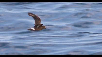 Fırtınakırlangıcı