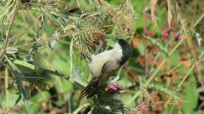 Kayın baştankarası