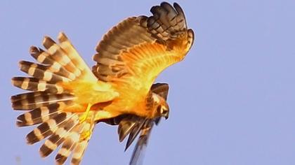 Montagu`s Harrier