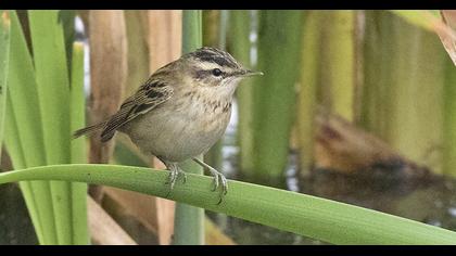 Kındıra kamışçını