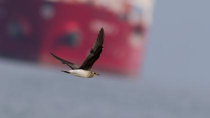 Karakanatlı bataklıkkırlangıcı