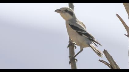 Büyük örümcekkuşu