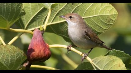 Akgerdanlı ötleğen