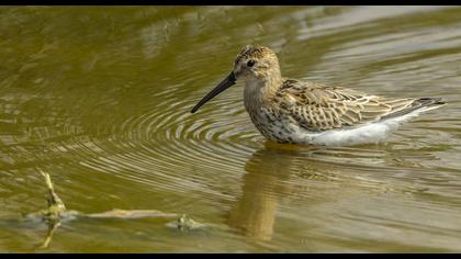Karakarınlı kumkuşu