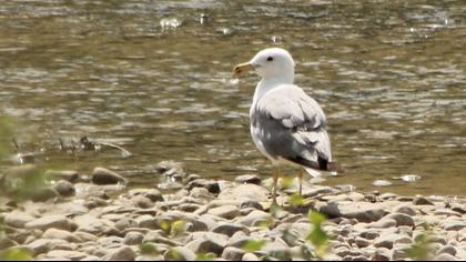 Van gölü martısı