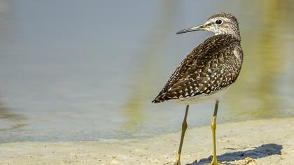 Orman düdükçünü