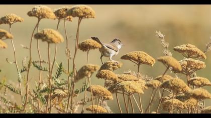 Akgerdanlı ötleğen