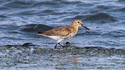 Karakarınlı kumkuşu