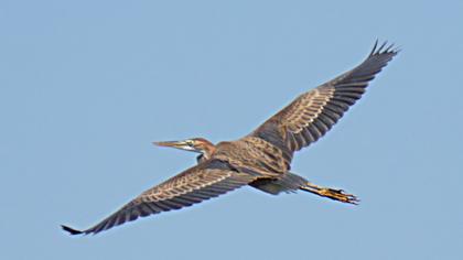 Erguvani balıkçıl