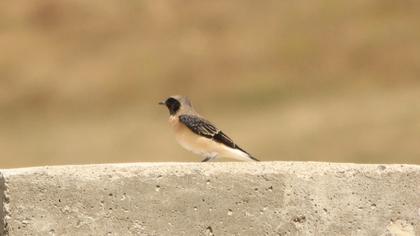 Karakulaklı kuyrukkakan