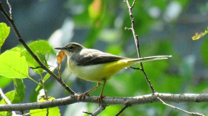 Dağ kuyruksallayanı