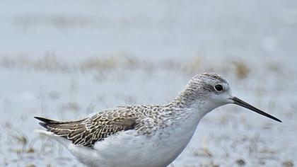 Bataklık düdükçünü