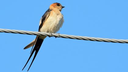 Kızıl kırlangıç