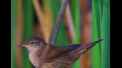 Bataklık kamışçını