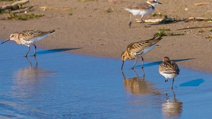 Karakarınlı kumkuşu