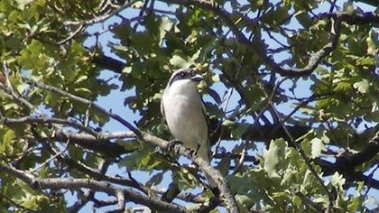 Karaalınlı örümcekkuşu