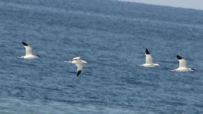 Pied Avocet