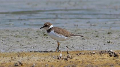 Halkalı küçük cılıbıt