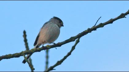 Uzunkuyruklu baştankara