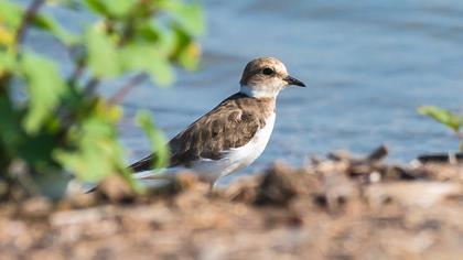 Halkalı küçük cılıbıt