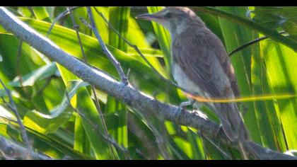 Büyük kamışçın