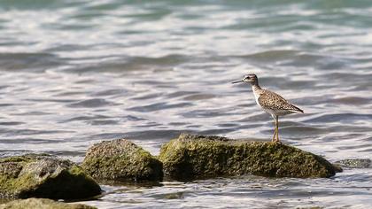 Orman düdükçünü