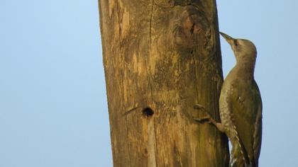 Küçük yeşil ağaçkakan