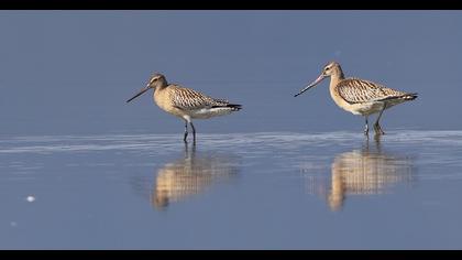 Kıyı çamurçulluğu