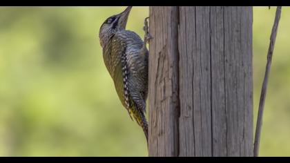 Küçük yeşil ağaçkakan