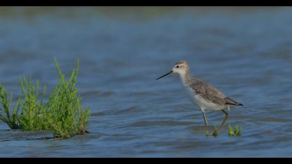 Bataklık düdükçünü