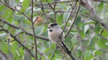 Uzunkuyruklu baştankara