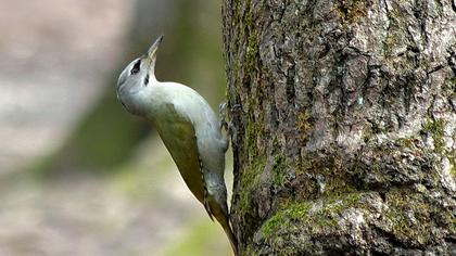 Grey-headed Woodpecker