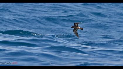 Fırtınakırlangıcı