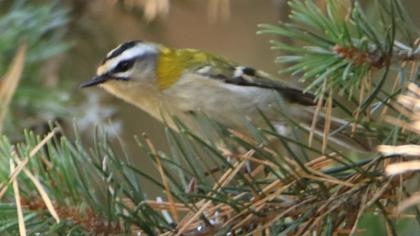 Sürmeli çalıkuşu