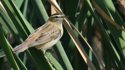 Kındıra kamışçını