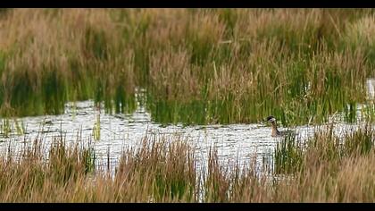Kızılboyunlu batağan