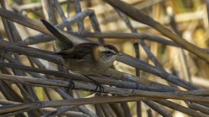 Bıyıklı kamışçın