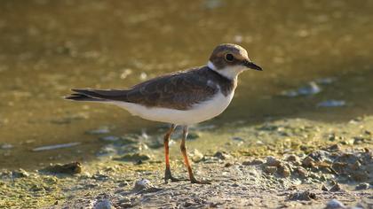 Halkalı küçük cılıbıt