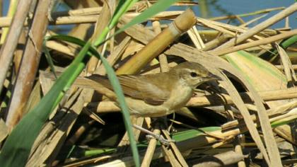 Büyük kamışçın