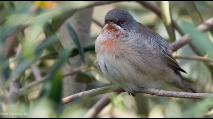 Bıyıklı ötleğen