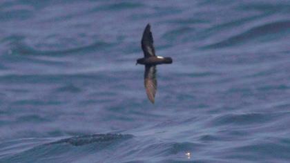 Fırtınakırlangıcı