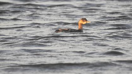 Karaboyunlu batağan