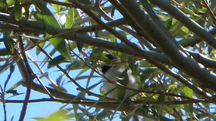 Akyanaklı baştankara