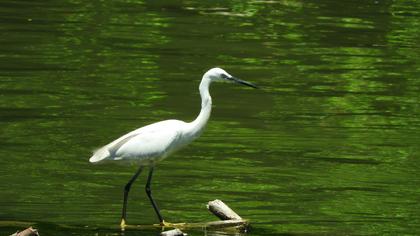 Küçük ak balıkçıl