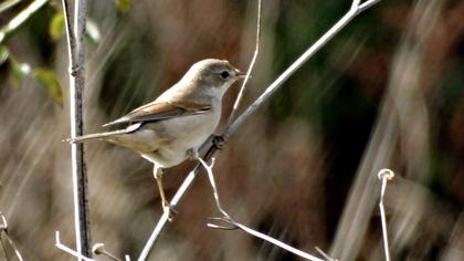 Akgerdanlı ötleğen
