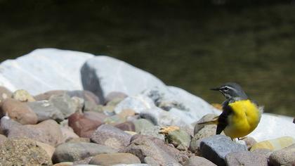 Dağ kuyruksallayanı